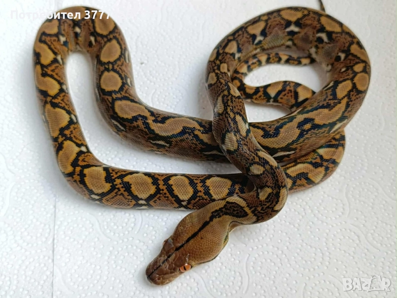 Мрежест Питон, снимка 1