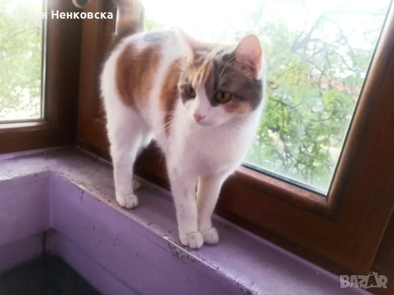 Подарава се трицветно женско коте на 1 тодина, снимка 1