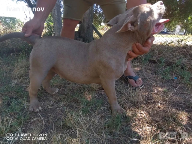 Американско Покет були