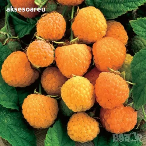 20 качествени Семена от Британска Есенна Златна Малина Златни наситени Сладки Малини плодове , снимка 14 - Сортови семена и луковици - 50222806