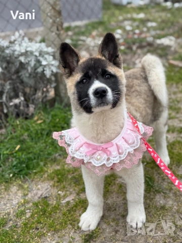 Американска акита , снимка 5 - Акита - 52944490