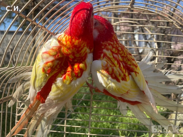 Розели рубино 