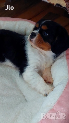 кавалер кинг чарлз шпаньол 