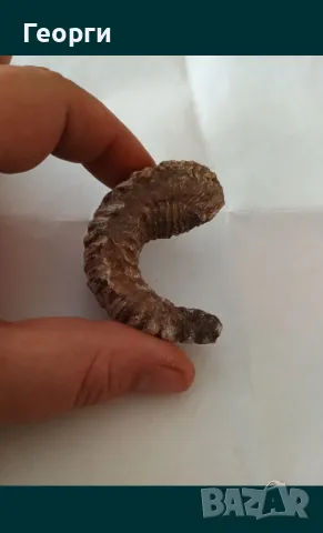 Фосил стрида, снимка 6 - Други ценни предмети - 50110044