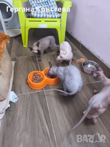 Канадски Сфинкс , снимка 5 - Сфинксове - 52597578