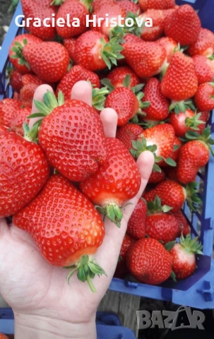 Продавам здрав разсад ягоди , снимка 2 - Градински цветя и растения - 53912419