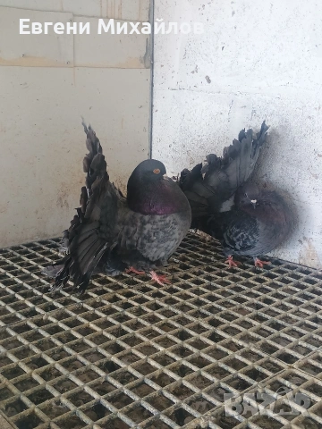 Фенерлии, снимка 2 - Гълъби - 53540276