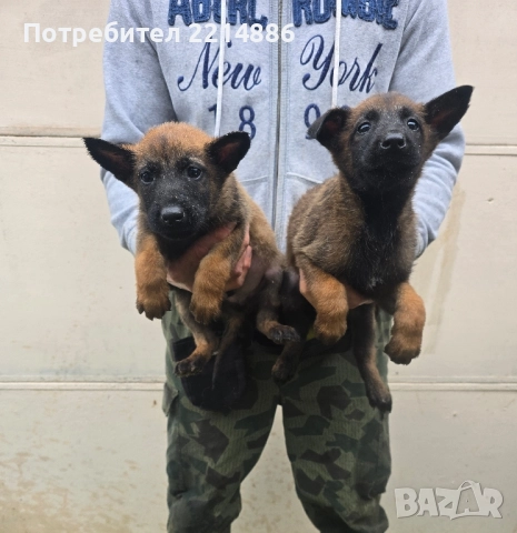 Белгийски овчарки-Малиноа , снимка 4 - Други - 52341802