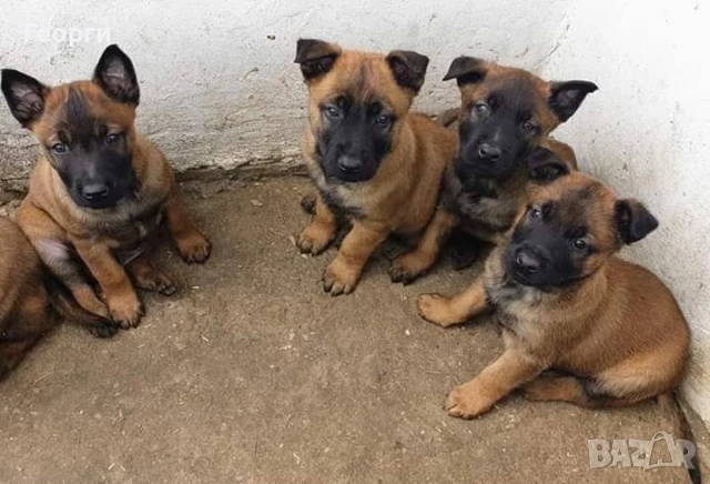 Чистокръвни Белгийски овчарки-Малиноа , снимка 7 - Белгийска овчарка - 51255968