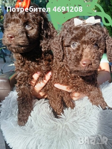 Пудел мини шоколад, снимка 5 - Пудели - 52889210