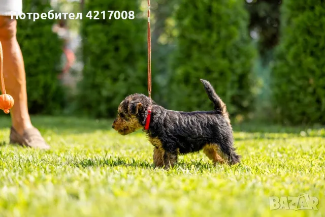 Уелски Териер welsh terrier , снимка 4 - Други - 47060691