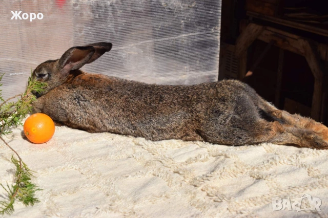 Зайци за разплод, снимка 15 - Други животни - 53611714
