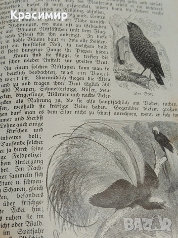 Realienbuch 1909 г. , снимка 7 - Специализирана литература - 52983514