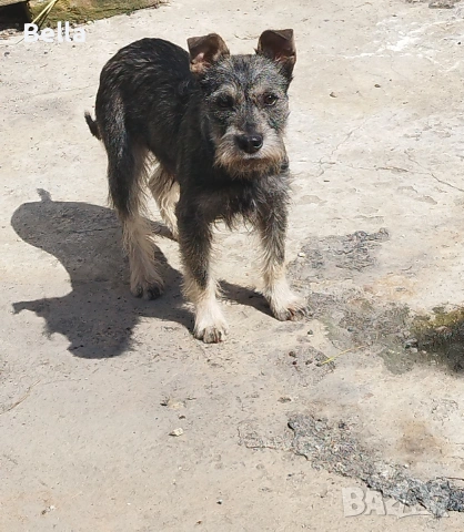 Мини шнауцер , снимка 11 - Други - 54053419