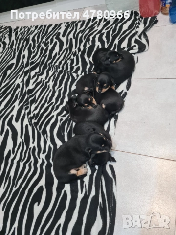 Продавам пинчери , снимка 7 - Пинчер - 54012390