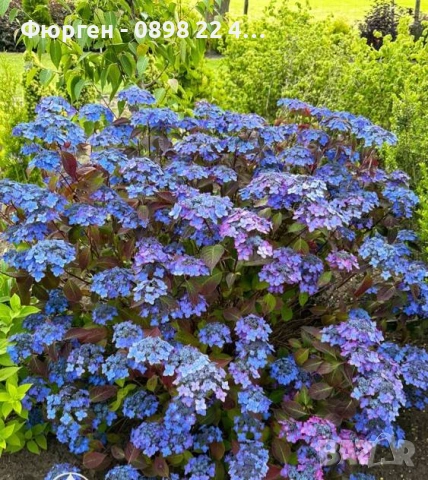   Хортензия „Бурса“ – компактна планинска хортензия, снимка 2 - Разсади - 54161620
