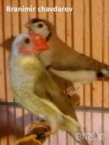 продавам амадини , снимка 16 - Амадини - 51182745