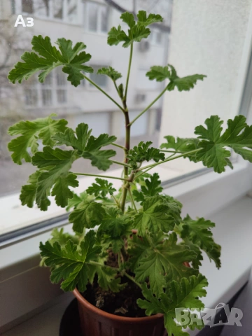 Продавам цветя Индрише - 7 бр. налични, снимка 10 - Стайни растения - 48459167