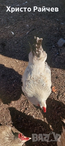 Продавам петли, снимка 5 - Кокошки и пуйки - 53767336