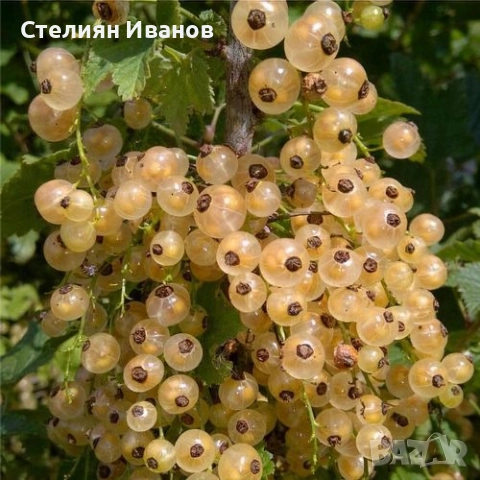 Касис, черно френски грозде (Ribes nigrum 'Titania'), снимка 5 - Градински цветя и растения - 52354434