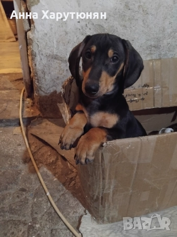 продавам две дакелчета , снимка 4 - Дакели - 52510550