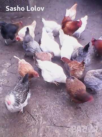 Пиленца за носачки. Еднодневни пилета., снимка 4 - Кокошки и пуйки - 45080946