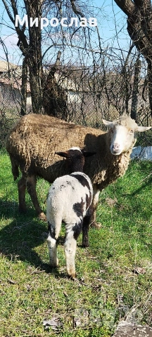 Продавам овца с мъжко агне, снимка 3 - Овце - 53646297