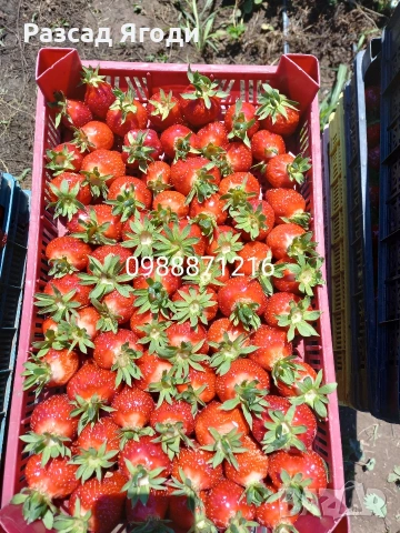 Предлагаме разсад ягоди, снимка 9 - Разсади - 53589069