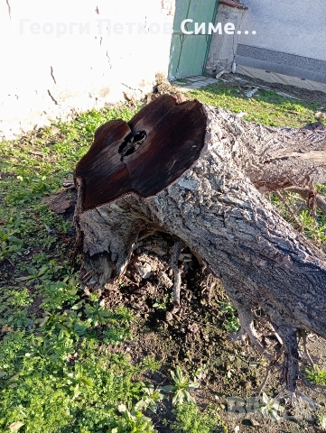 Подарявам голям корен от орех