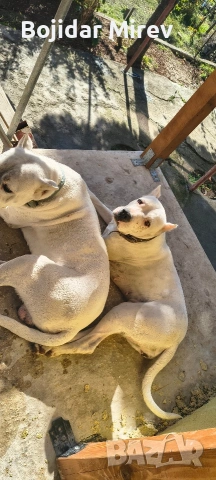 Дого Аржентино, снимка 2 - Дого аржентино - 53045596