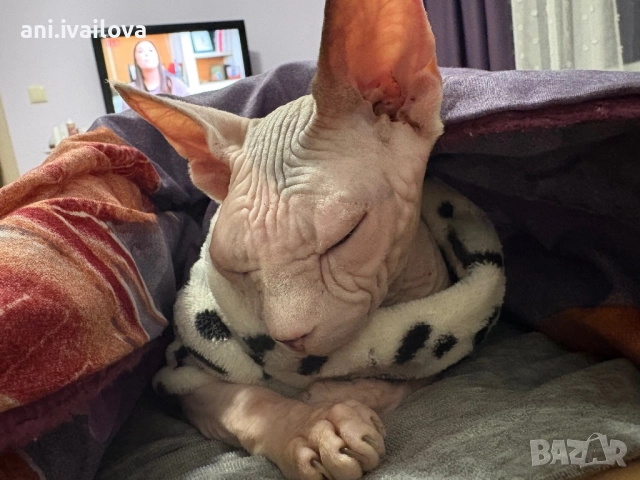 Подарявам котка свинкс