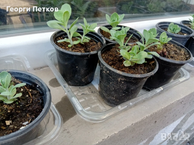 Дебела Мара, снимка 3 - Градински цветя и растения - 53796614