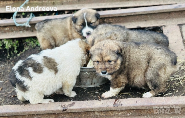 Продавам малки каракачански кученца, снимка 3 - Каракачанска овчарка - 53562654