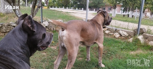 Cane Corso Italiano, снимка 18 - Търси партньор - 53836498