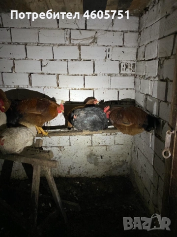 Млади ПЕТЛЕТА, снимка 4 - Кокошки и пуйки - 52741135
