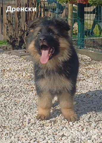 дългокосмести немски овчарки, снимка 5 - Немска овчарка - 53396729