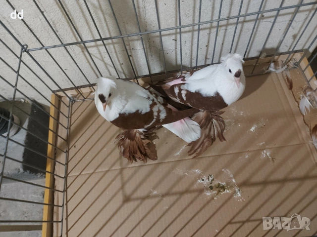 саксонски чайки , снимка 2 - Гълъби - 53879036