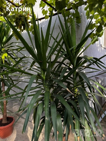 Палма Юка, снимка 4 - Градински цветя и растения - 51643234