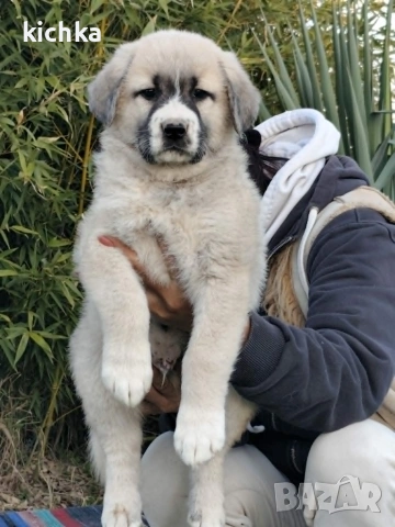 Кавказка овчарка, снимка 8 - Кавказка овчарка - 53840449