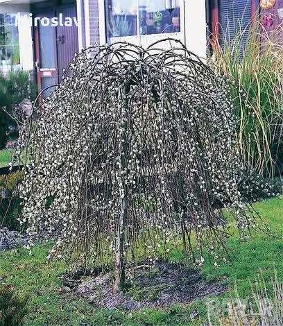 Плачеща върба, снимка 2 - Градински цветя и растения - 53878362