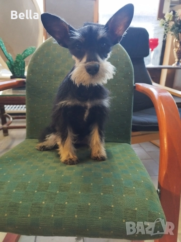 Мини шнауцер , снимка 2 - Пинчер - 52938823