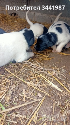 Каракачанки кучета , снимка 10 - Каракачанска овчарка - 52374828