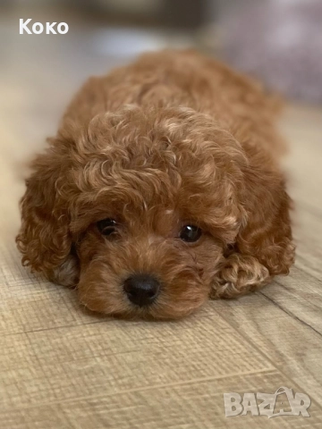 пудел Той/Тийкъп пудел , снимка 2 - Пудели - 51733780