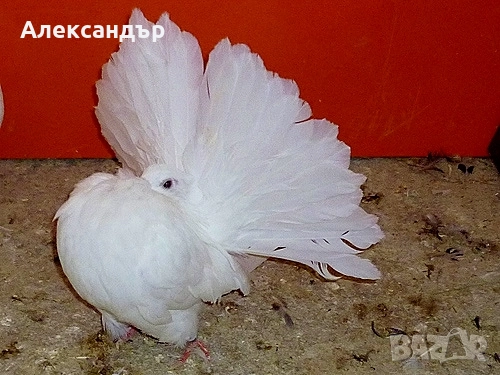 Гълъб фенерлии тазгодишен