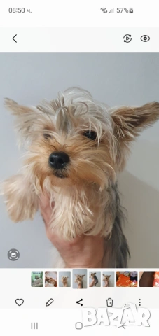  Мини Йорки женски 