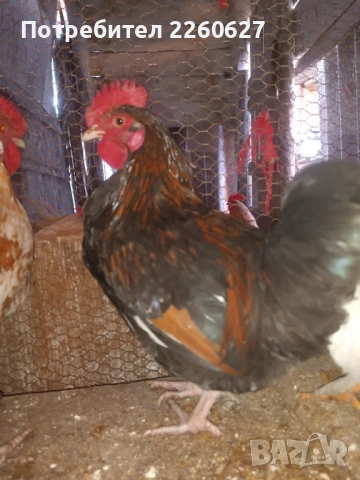 Млади красиви петли , снимка 5 - Кокошки и пуйки - 53504032