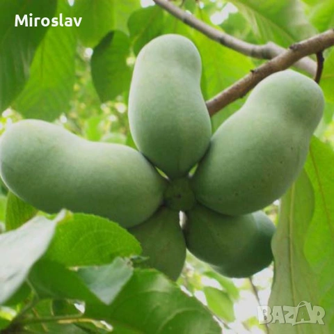 Индиански Банан /(Пау Пау)