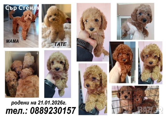 Той пудел 🐩 мъжки , снимка 7 - Пудели - 53993442