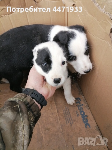 бордър коли 