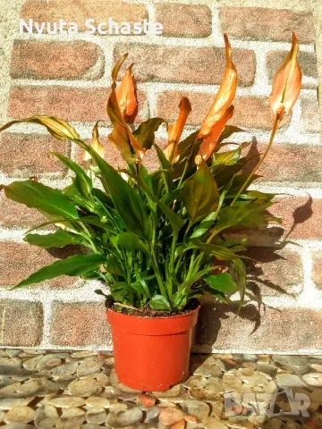 Цвете Spathiphyllum orange ("женско щастие"), снимка 3 - Стайни растения - 47880850